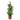 Cedar Tree in Bark Pot, 22"