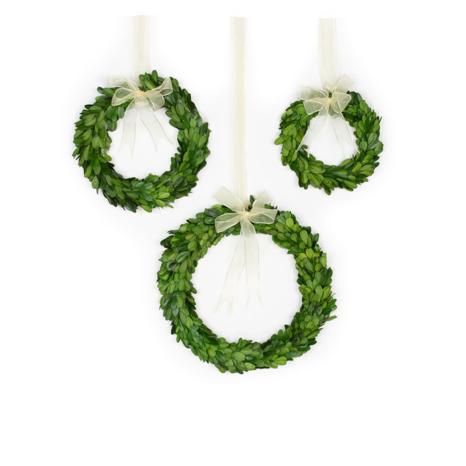 Boxwood Wreath with Ribbon, 8"