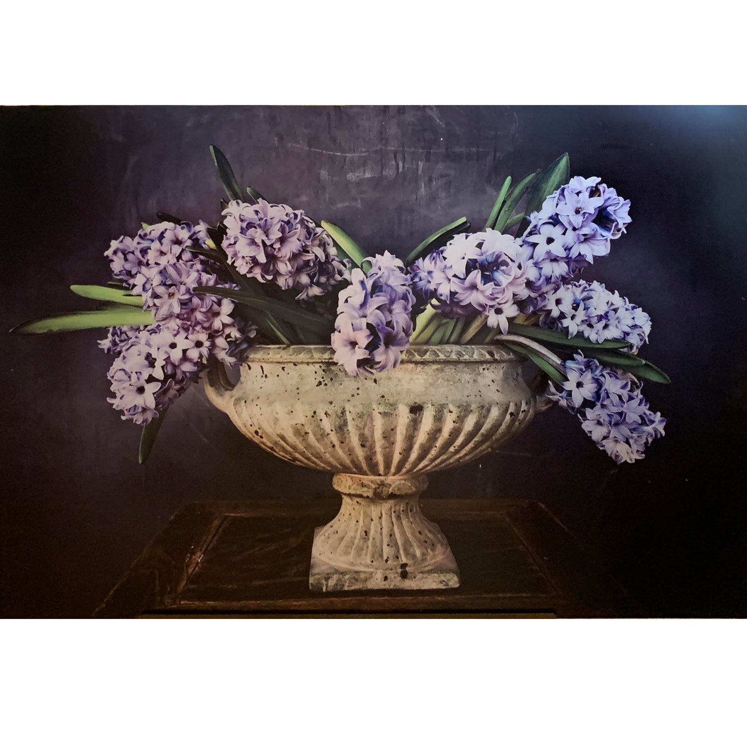 Hyacinth, Natasha D'Schommer, Photograph on Aluminum
