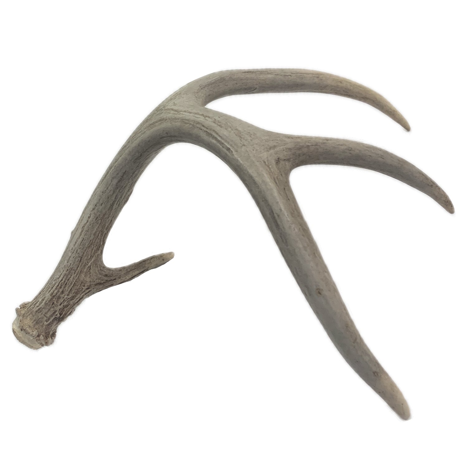 Deer Antler, 12"w x 8" x 5"h