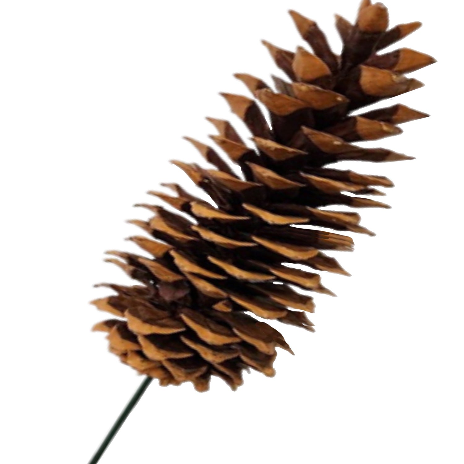 Large Sugar Pinecone on Stem