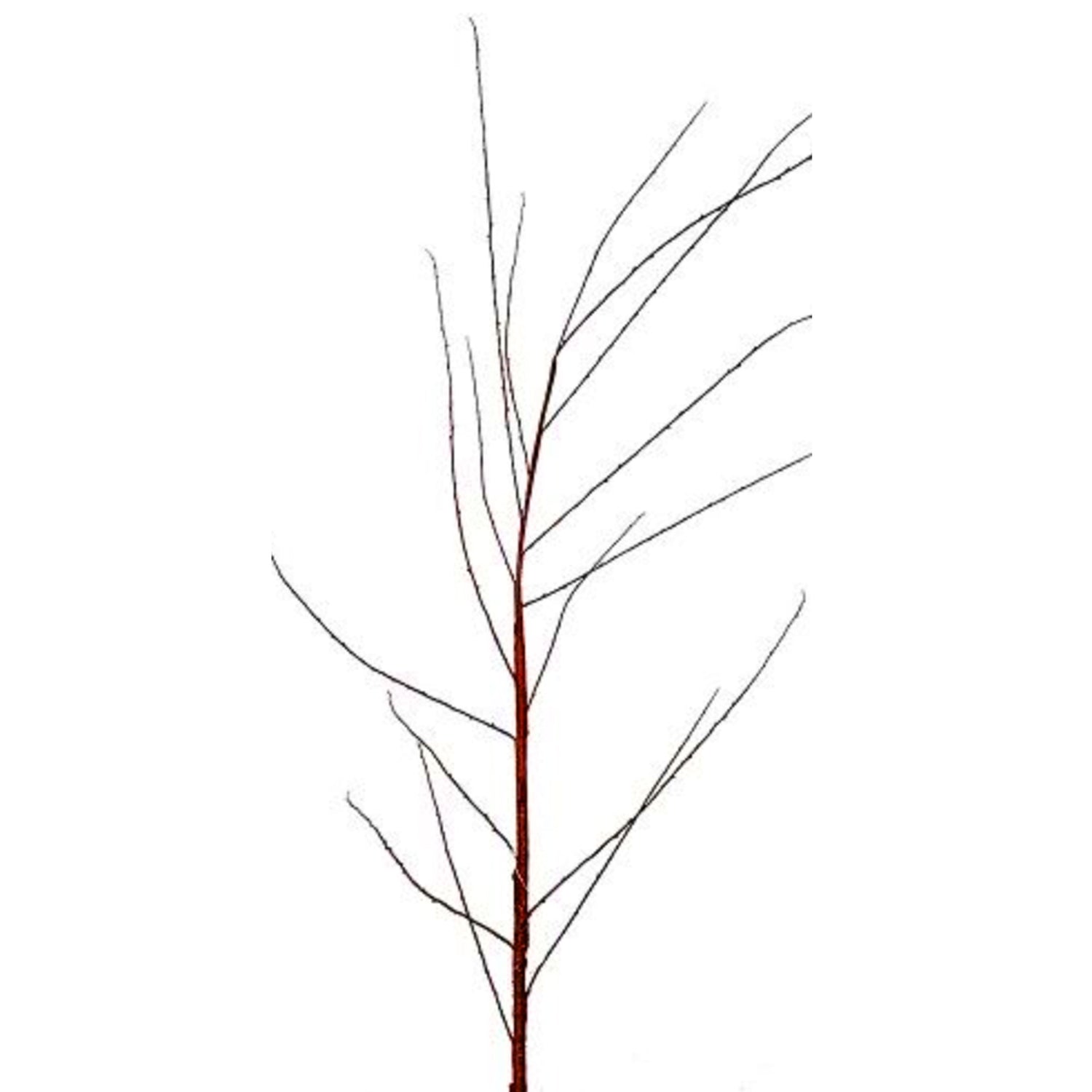 Red Dogwood Twig Branch, 61"h