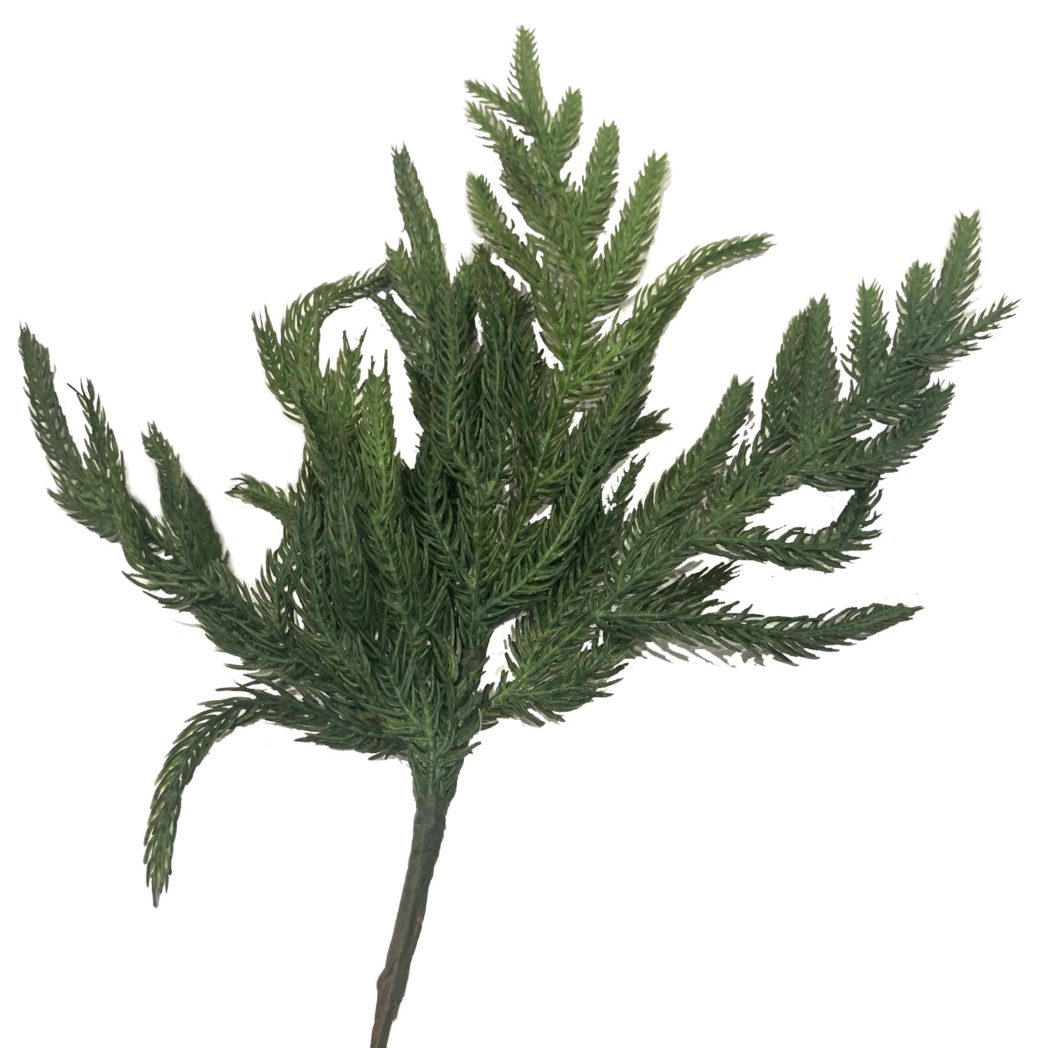 Norfolk Pine Stem, 17"