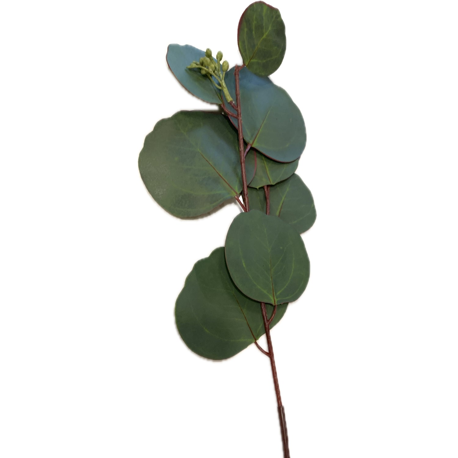 Round Eucalyptus, 16"