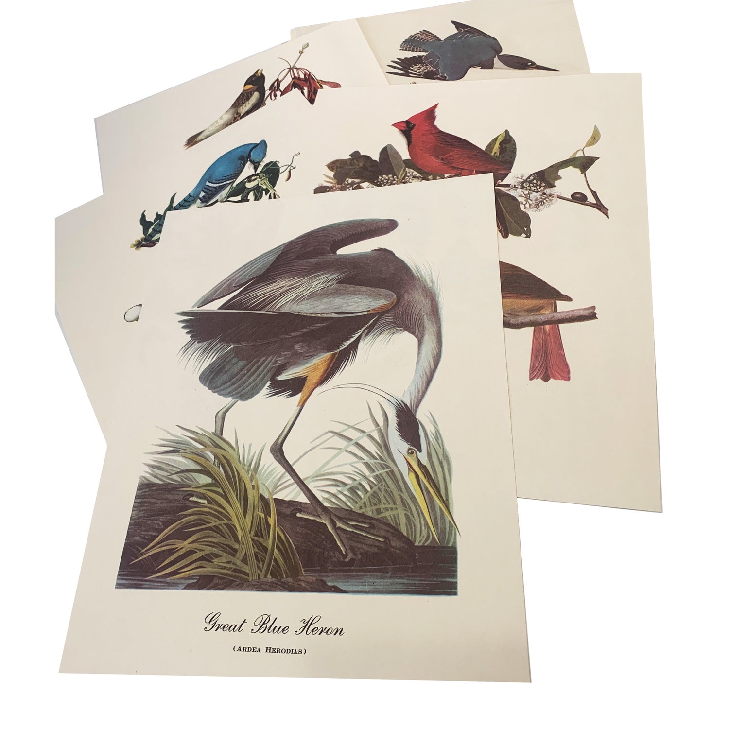 Audubon Color Bird Print