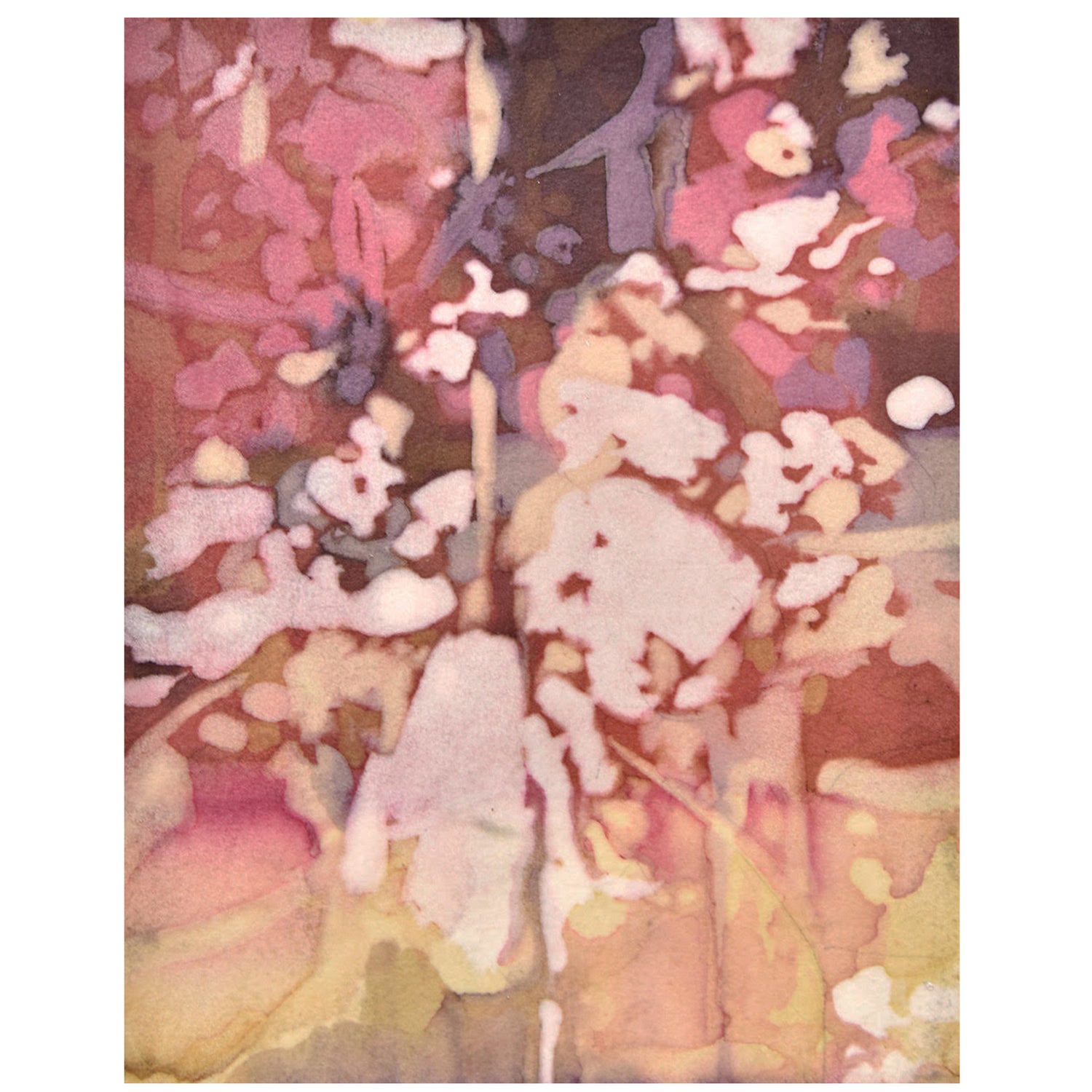 Catalpa 1, Emily Donovan, Natural Dye and Pigment on Paper (Cochineal, Tansy, Lac), Framed