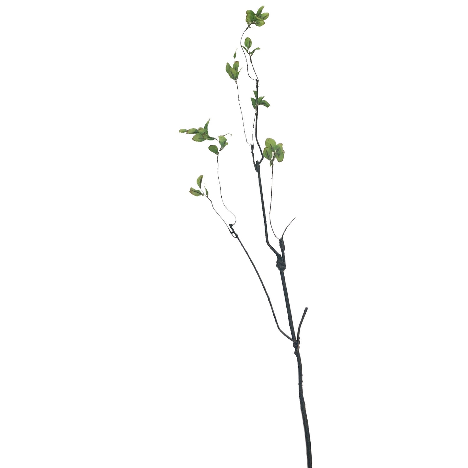 Ficus Branch, 43" long