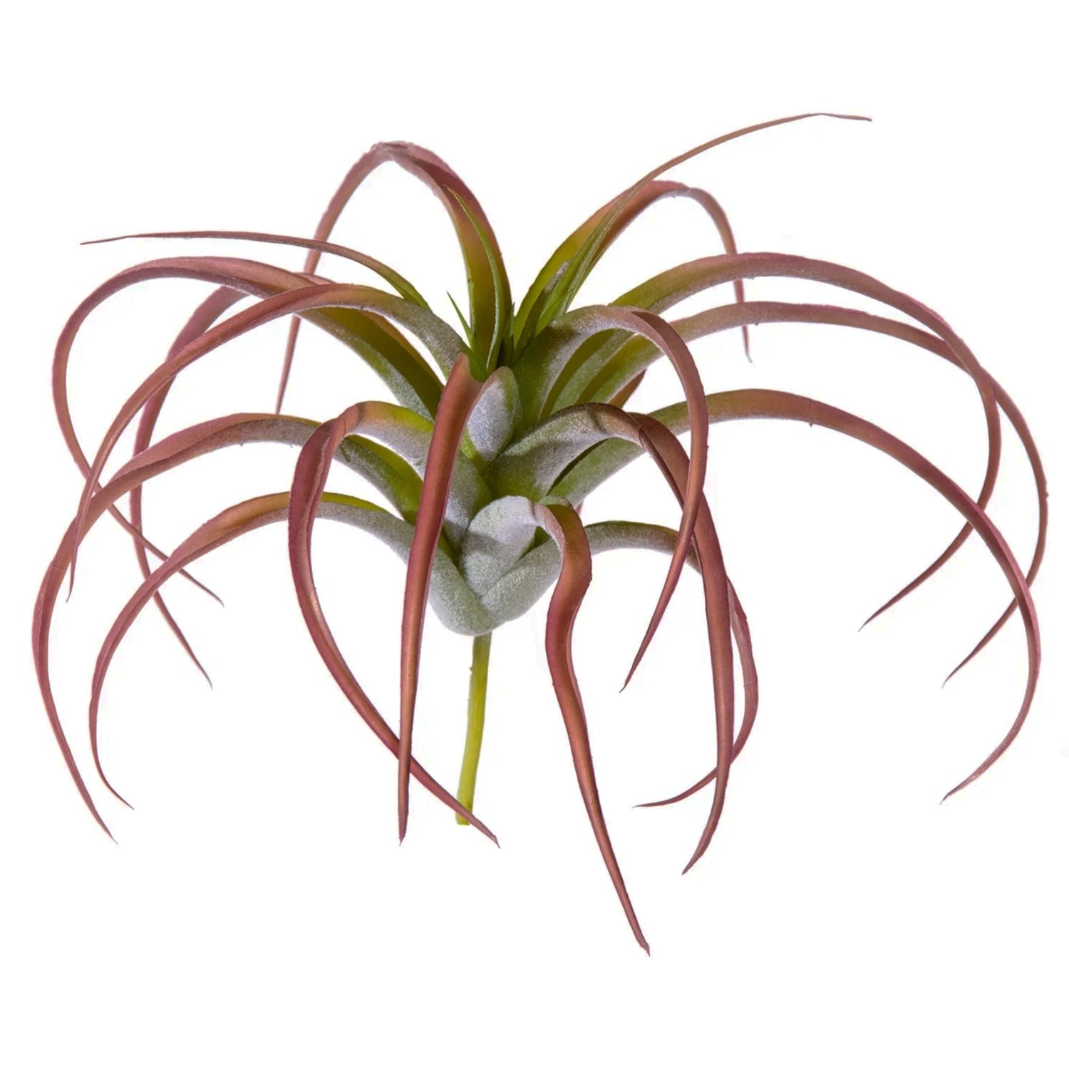 Tillandsia Tenufolia Bronze Air Plant