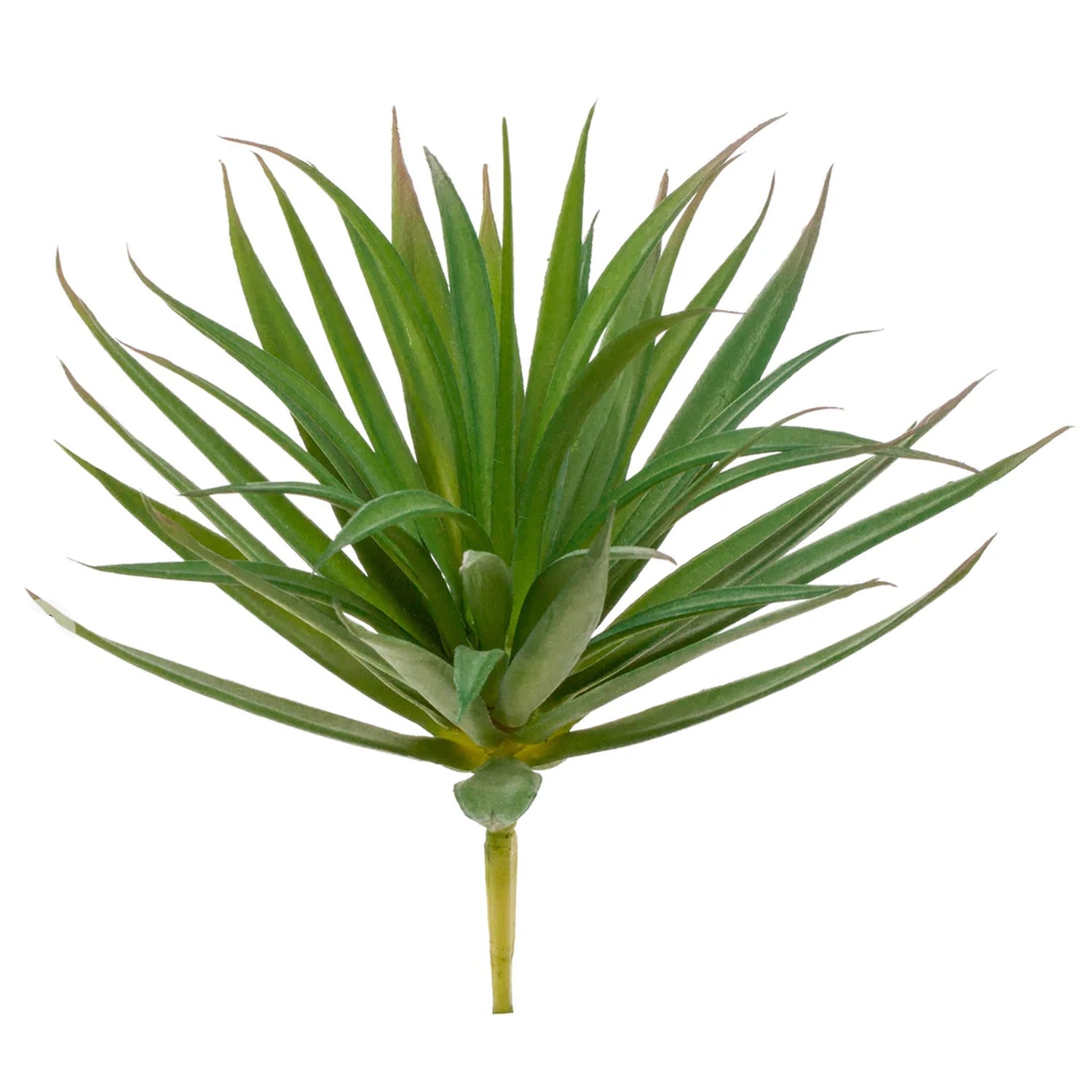 Yucca Succulent, 6.5"h