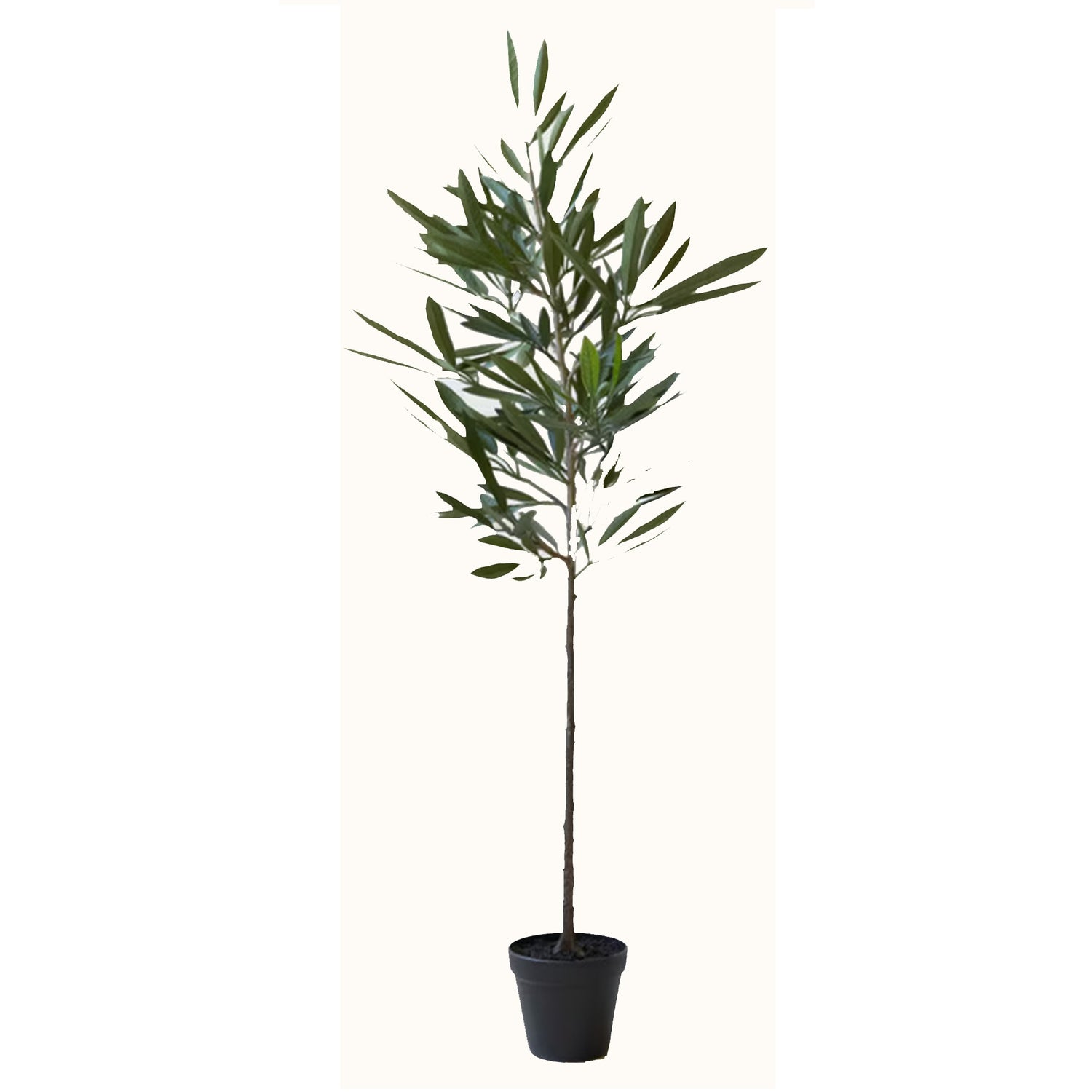 Eucalyptus Tree in Black Pot, 20"dia x 41"h