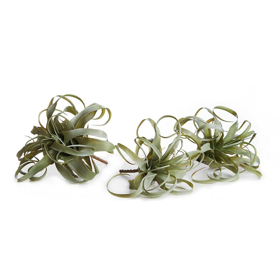 Tillandsia Succulent