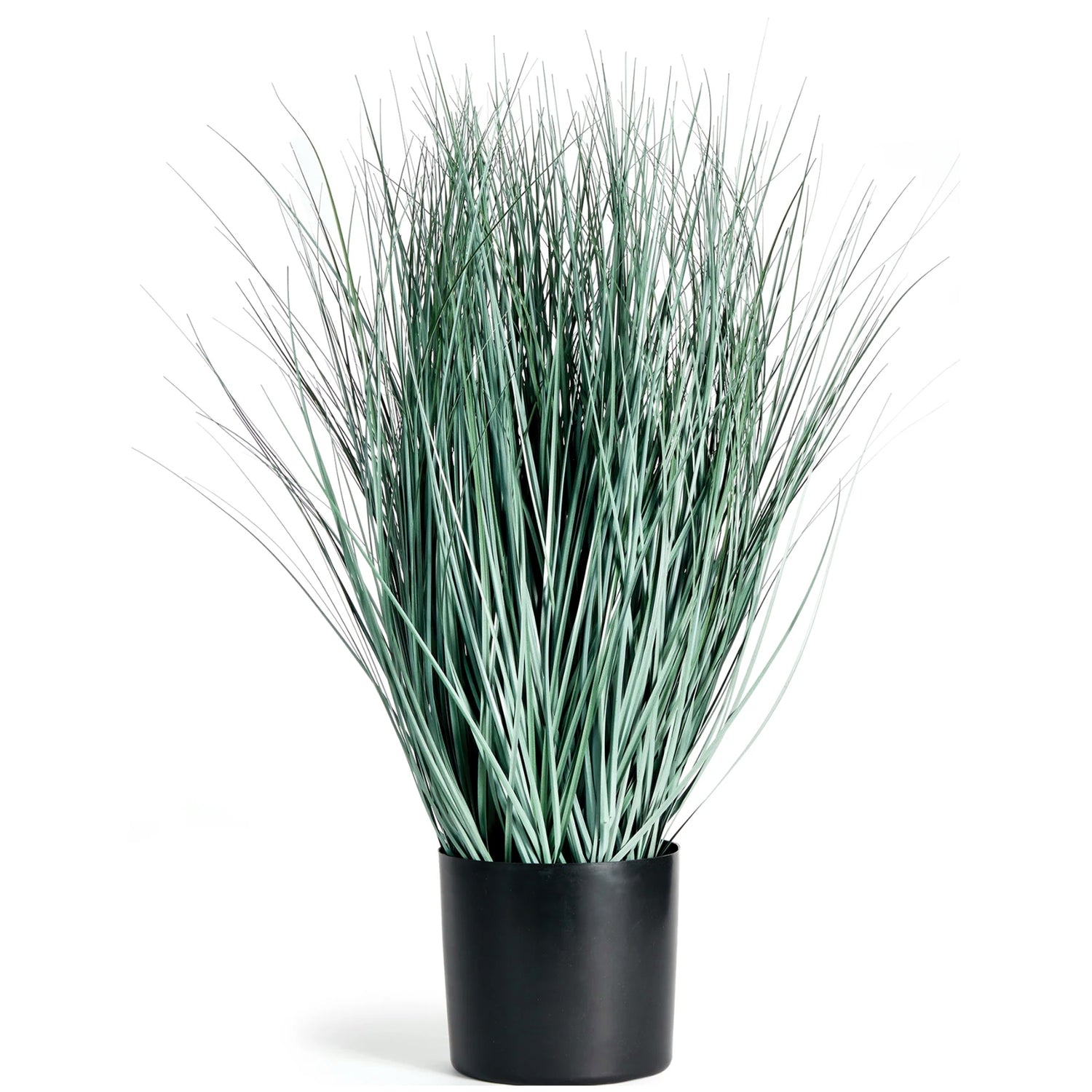 Blue Oat Grass Drop-In, 32"