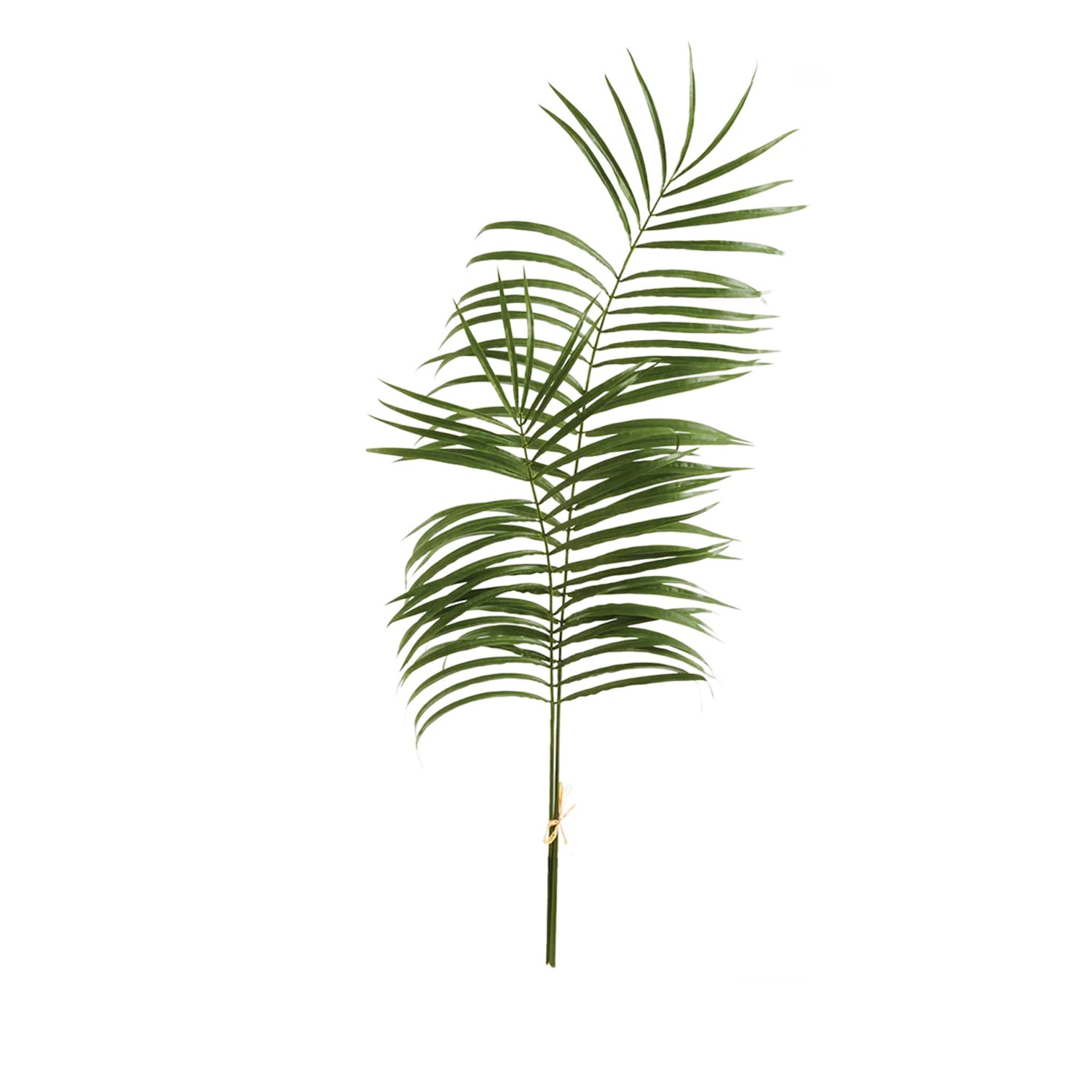 Palm Leaf Branches, Bundle of Two, 47.5"