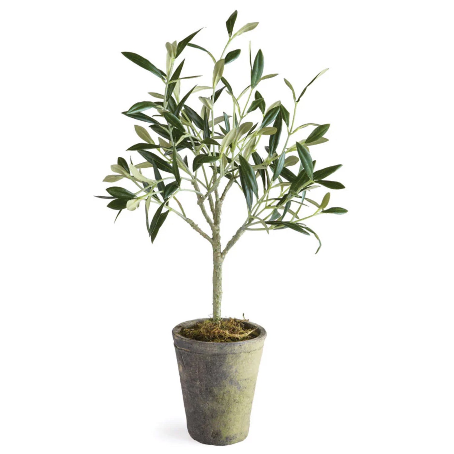 Potted Olive Tree, 17"h