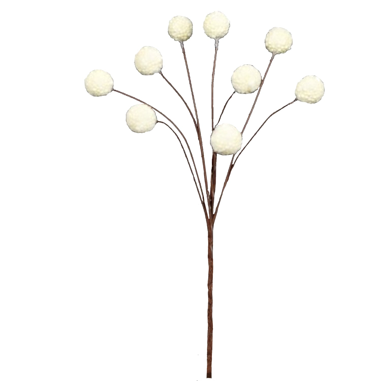 Billy Ball Bunch, Cream