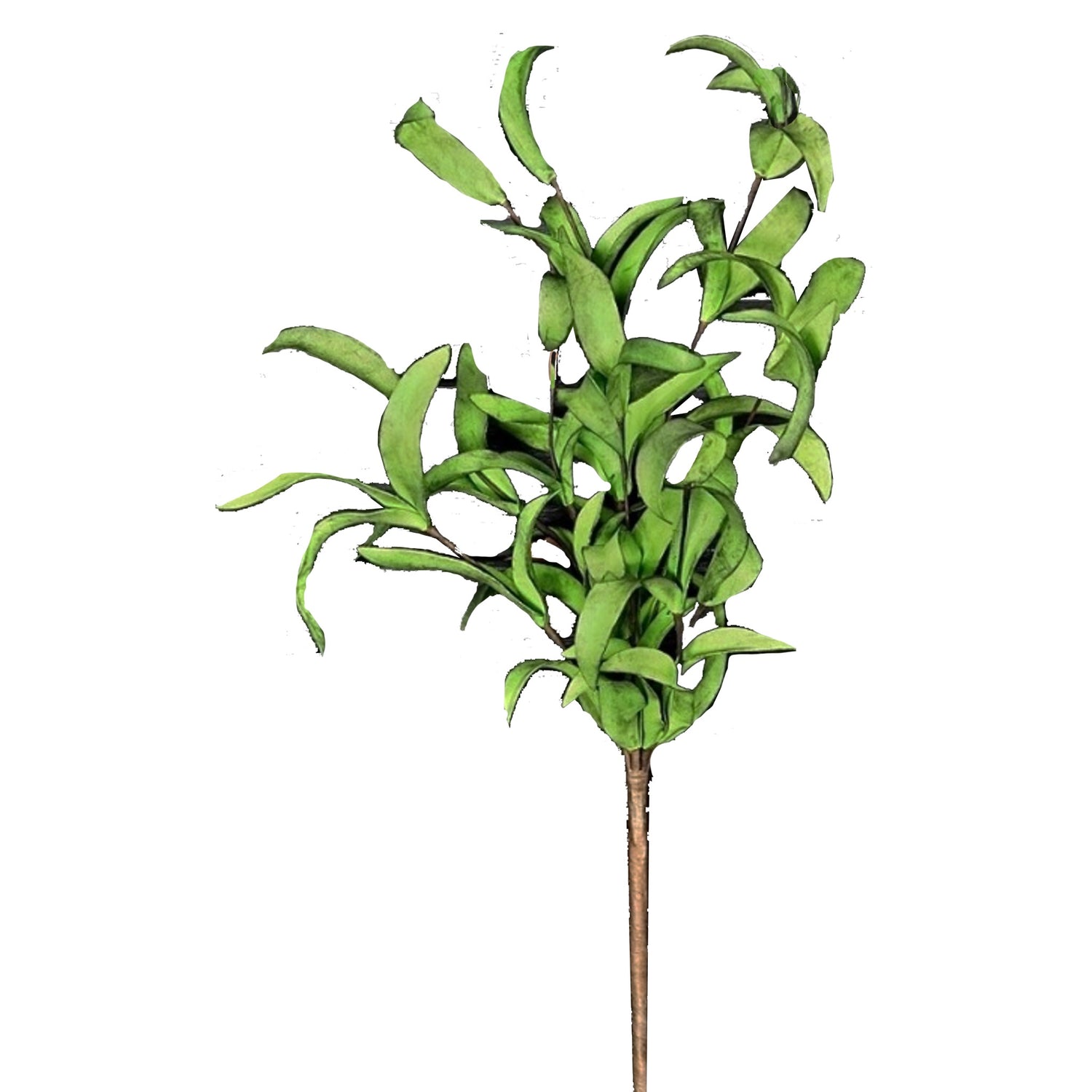 Herb Stem
