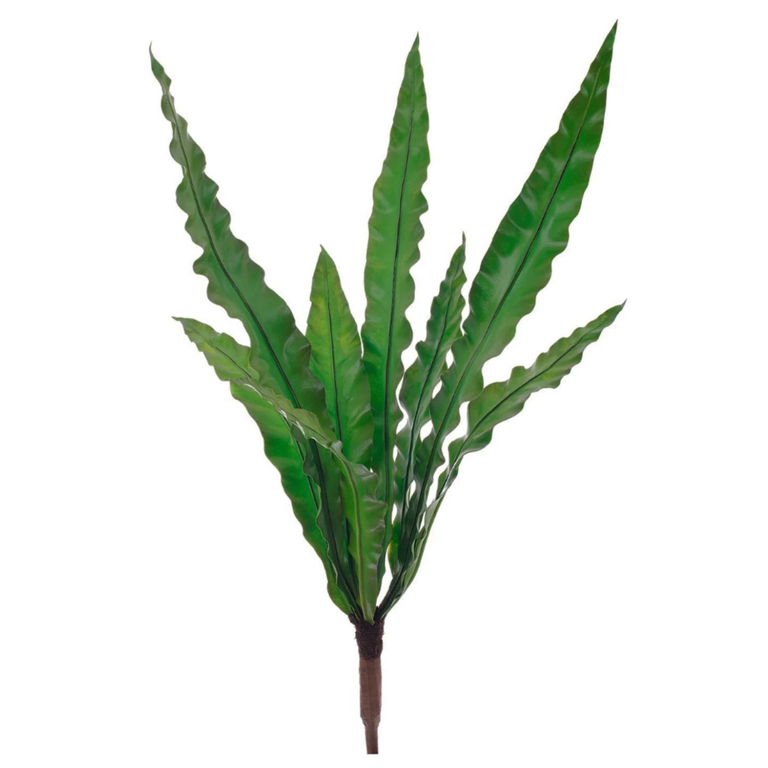 Birds Nest Bush, 35"h