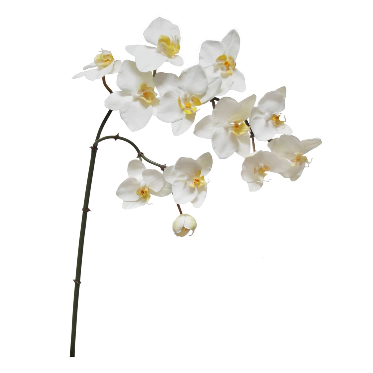White Orchid Phalaenopsis Spray, 35"h