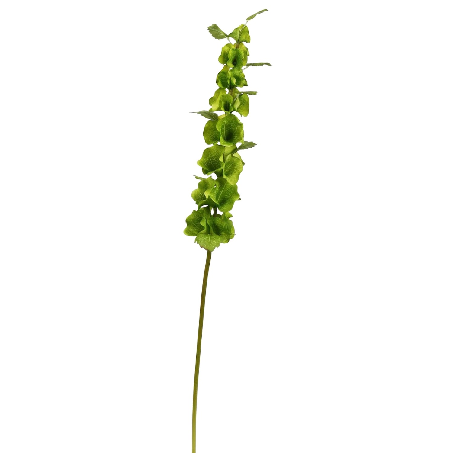Bells of Ireland, 29"h