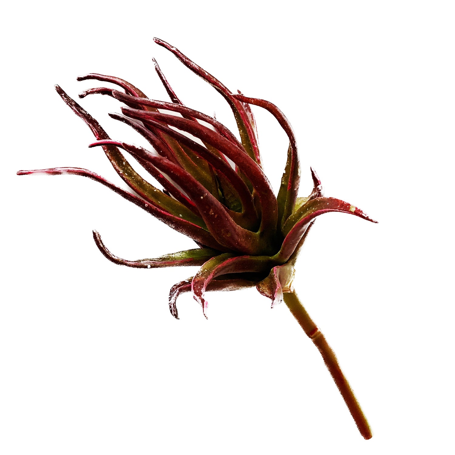 Succulent, Green & Burgundy