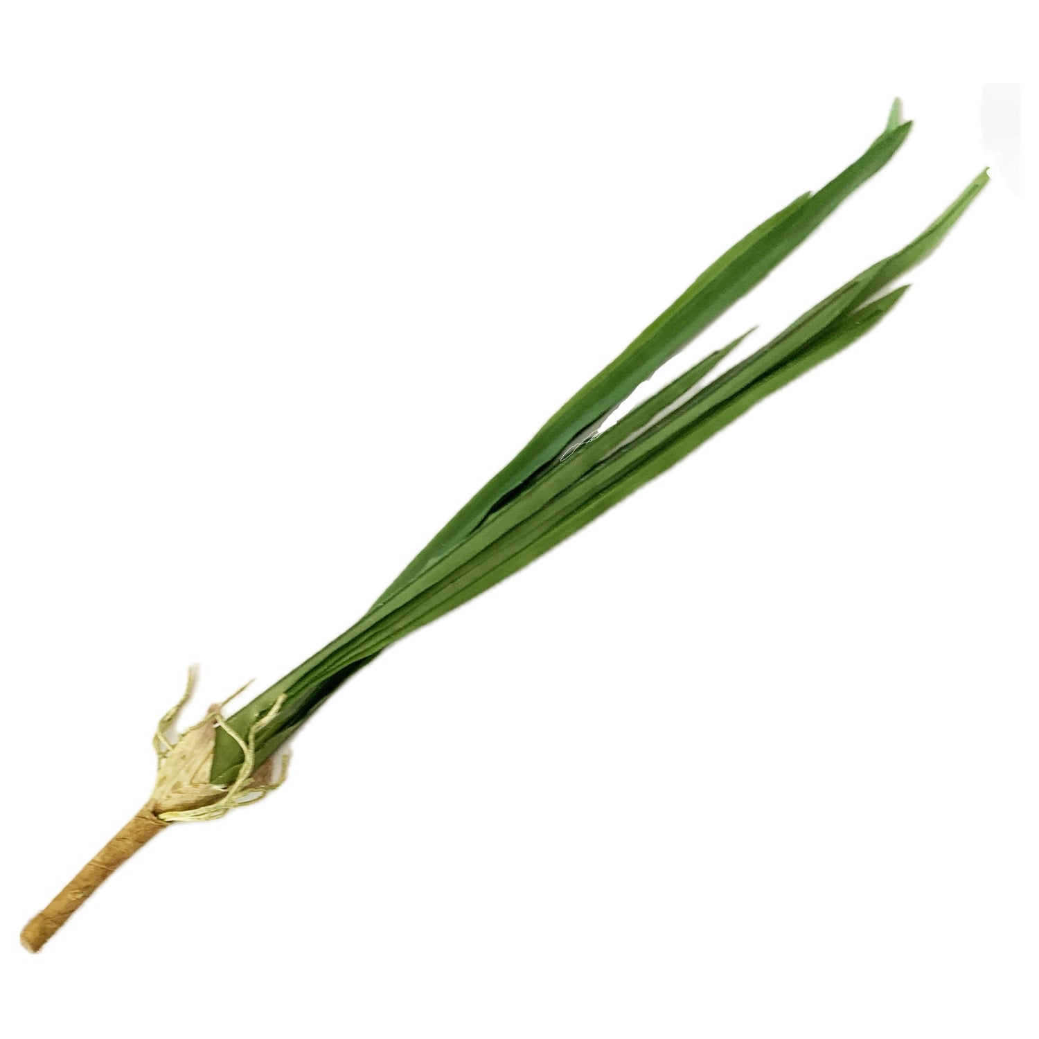 Orchid Cymbidium Leaves, 26"