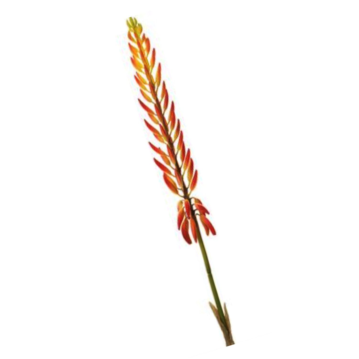 Agave Flower Stem, 28"