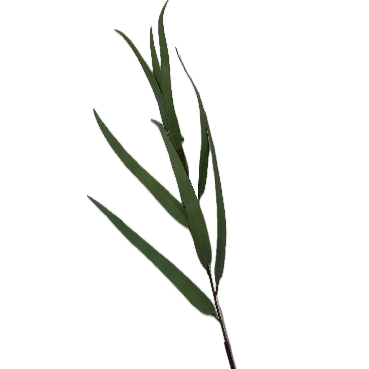 Eucalyptus Feather Leaf, 20"