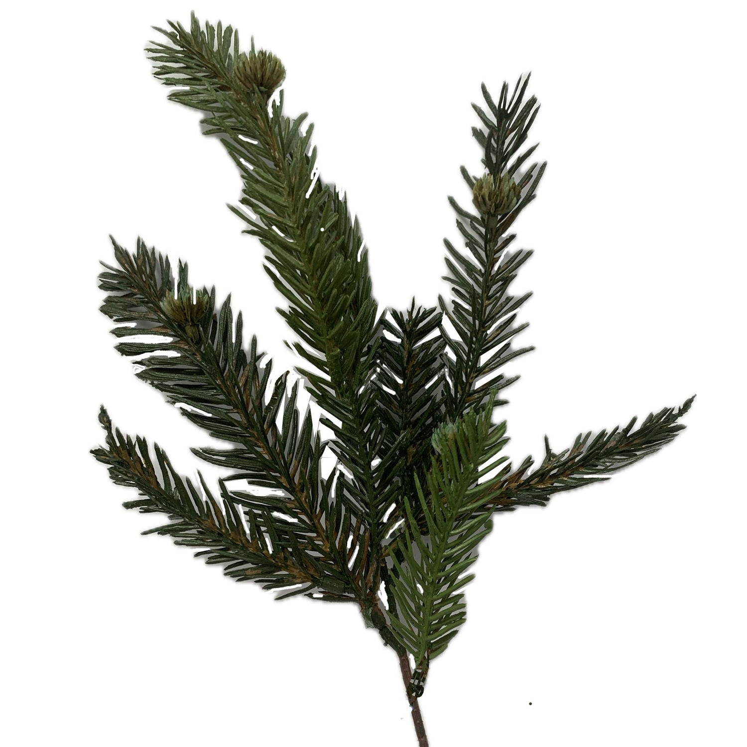 Cypress Pick, 14"