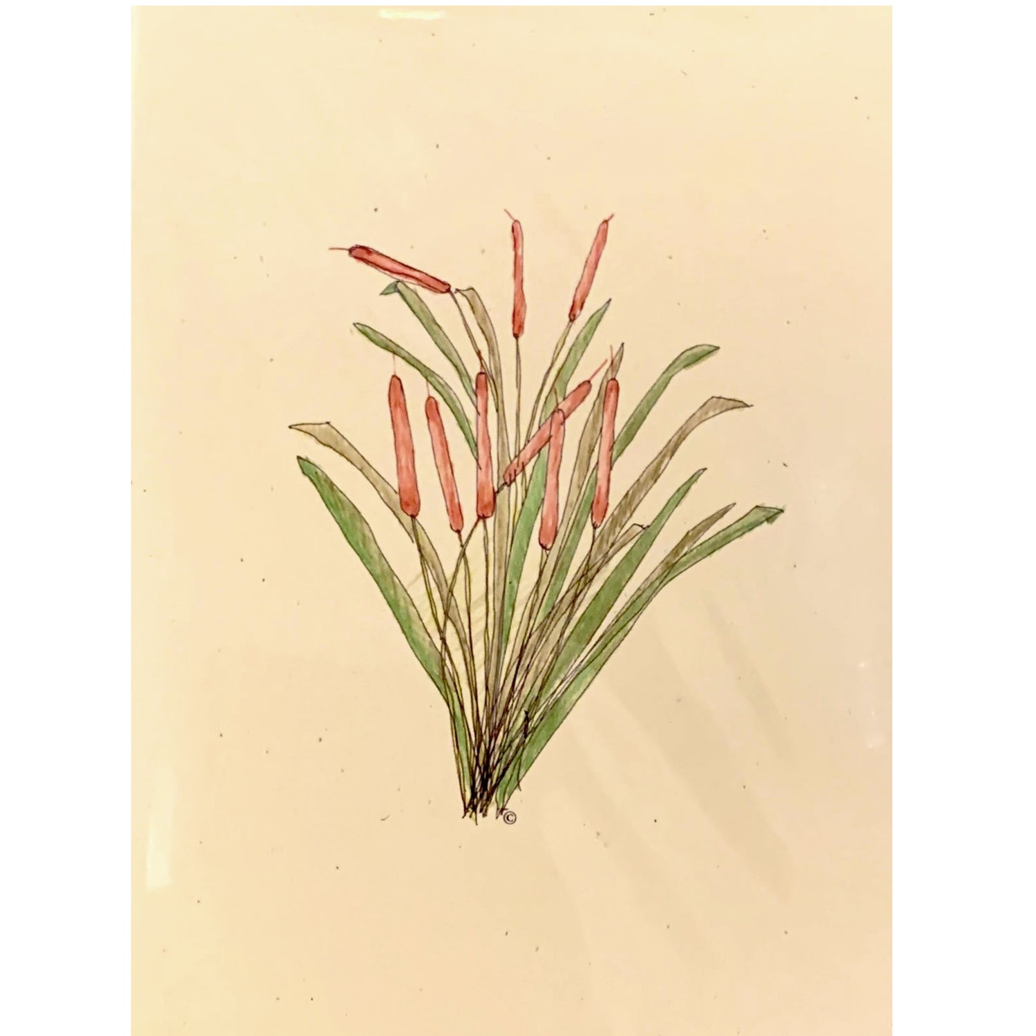 Card: Cattails