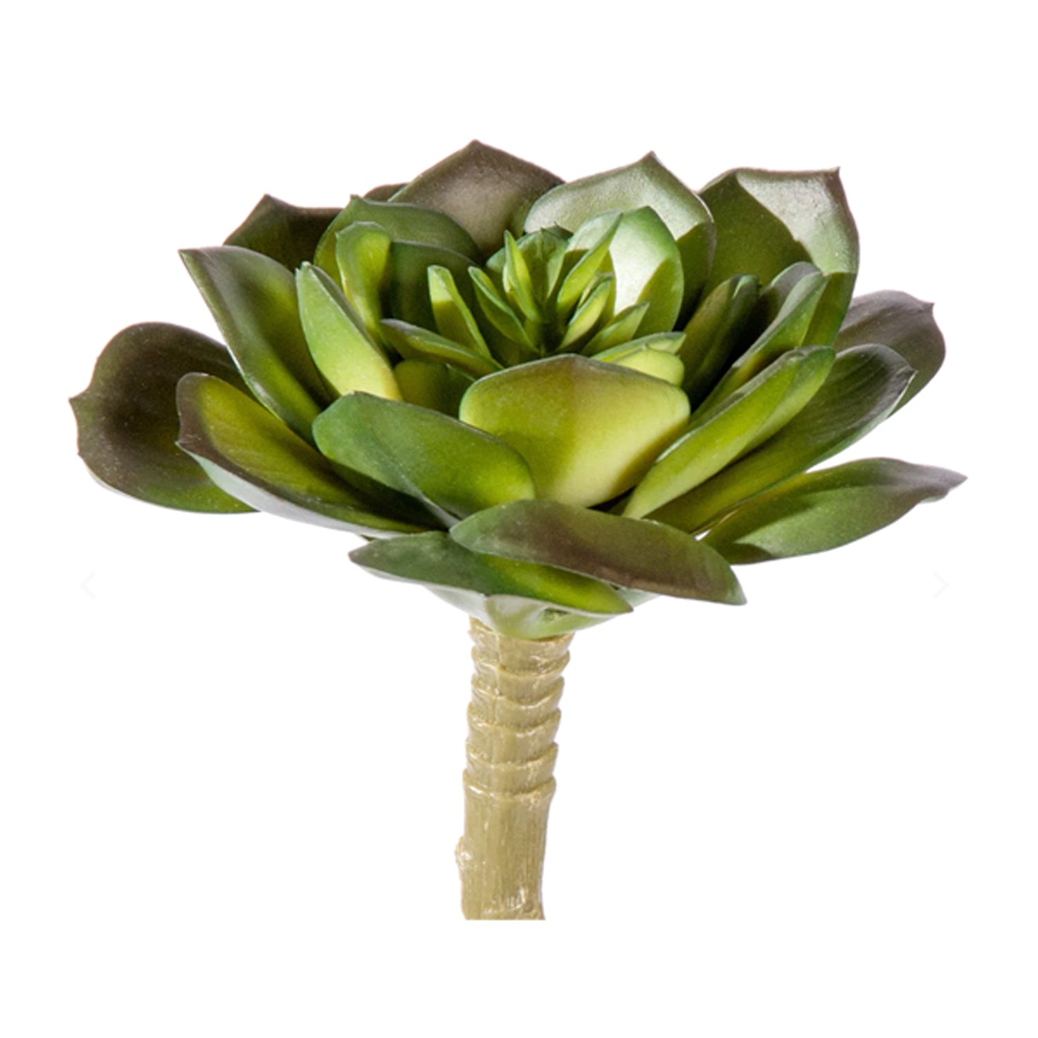 Echeveria Two-Tone Succulent