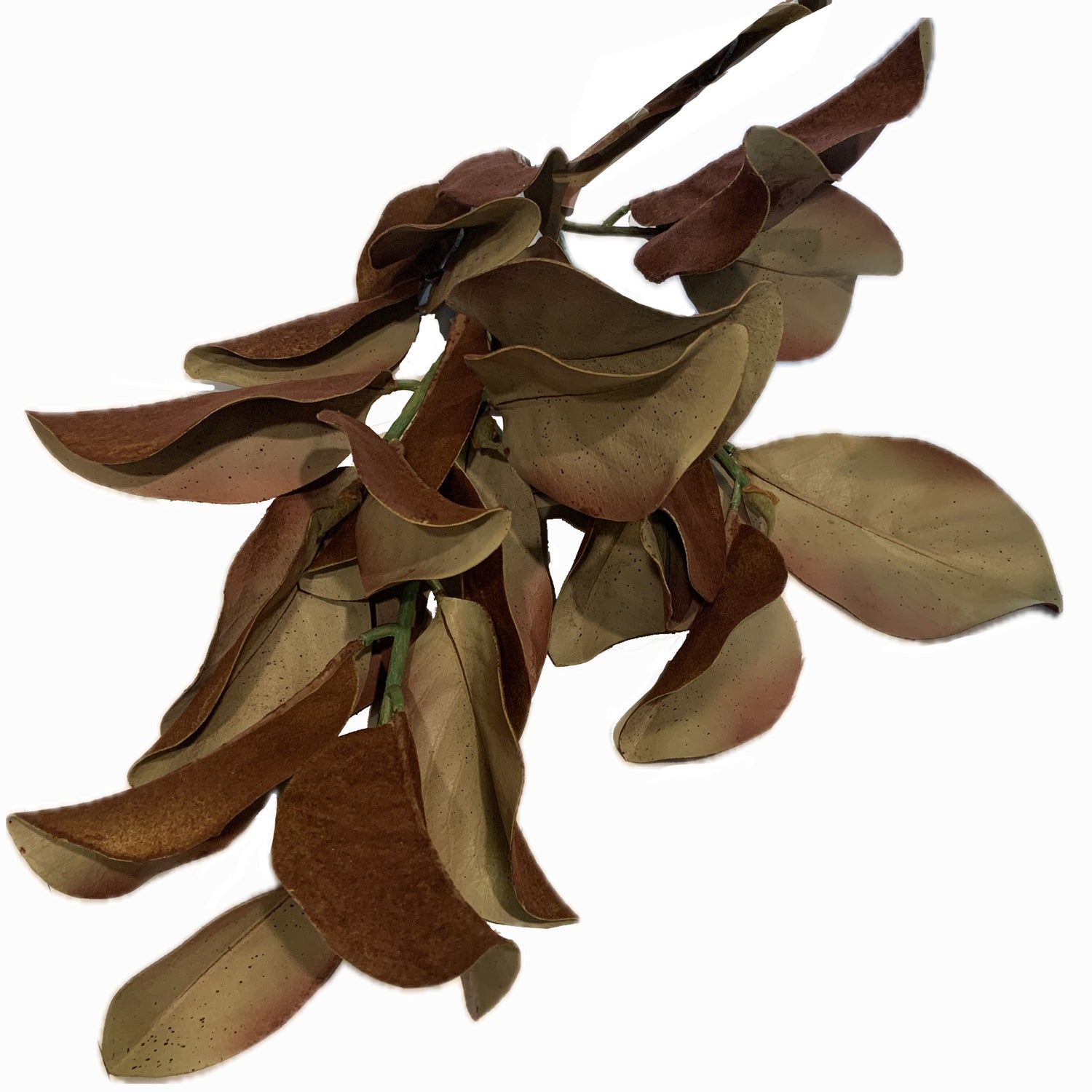Magnolia Leaf Stem. 40"