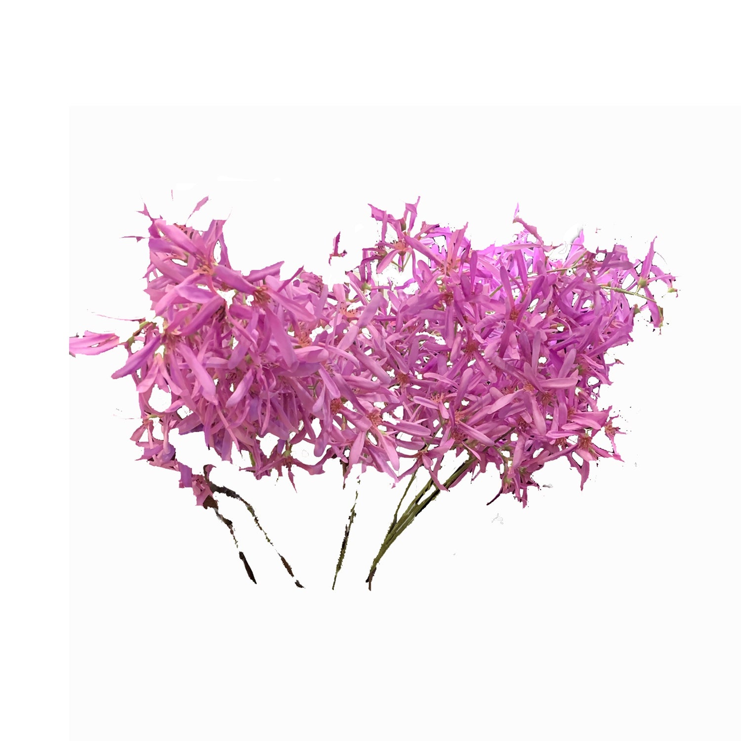 Orchid Fringetree Spray, 45"