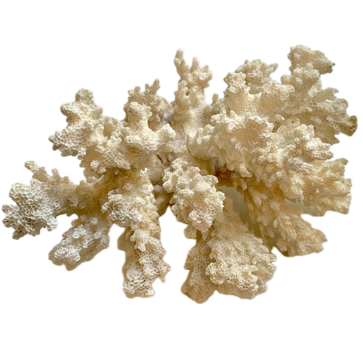 Cat's Paw Coral, 6"w  5"d x 3.5"h