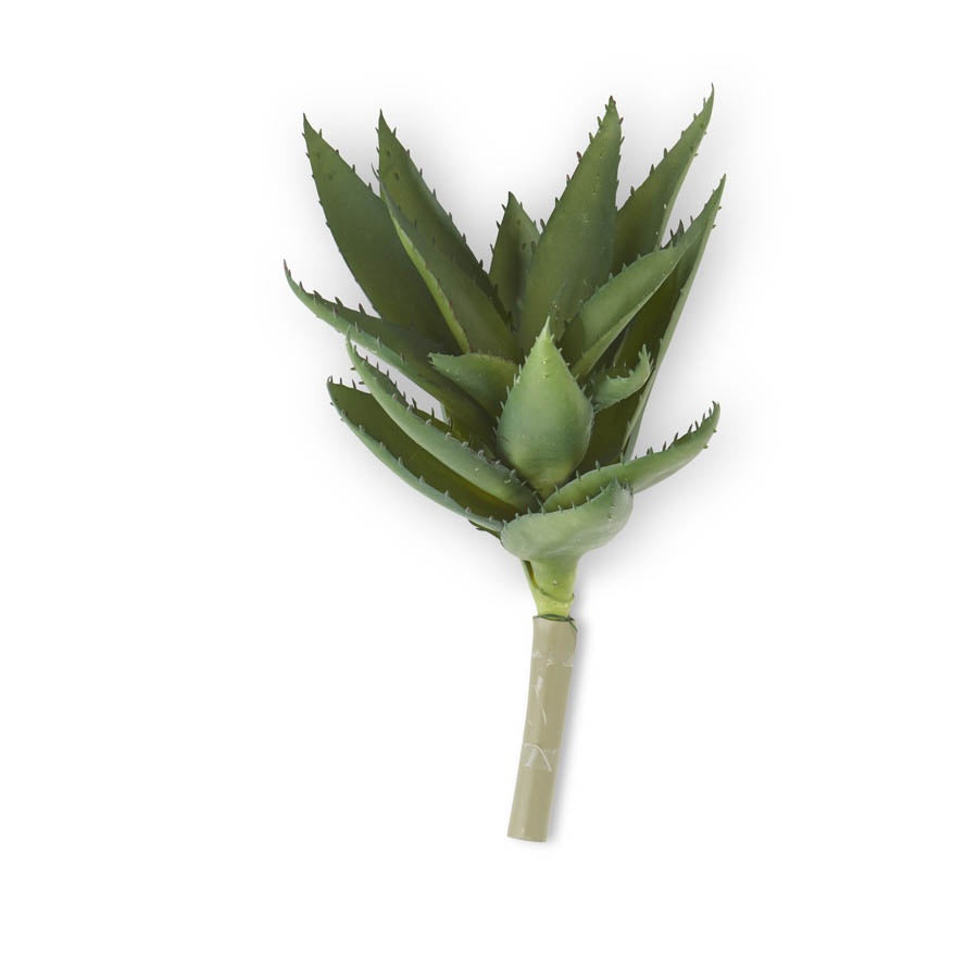 Aloe Stem