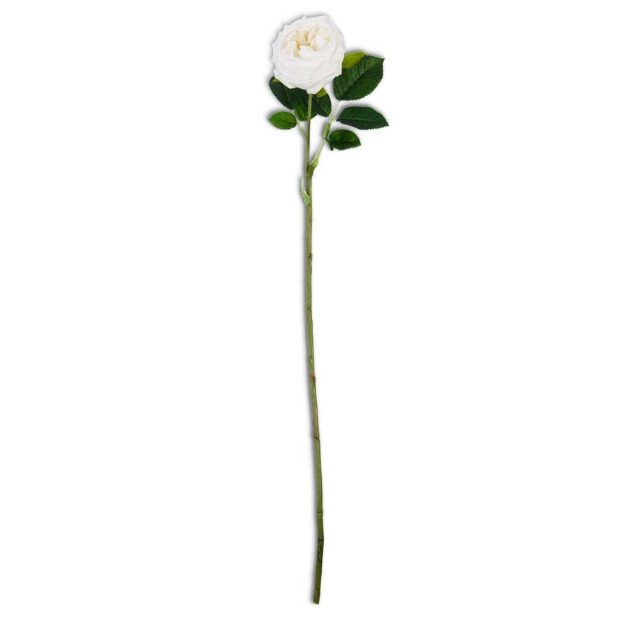 Austin Rose, White