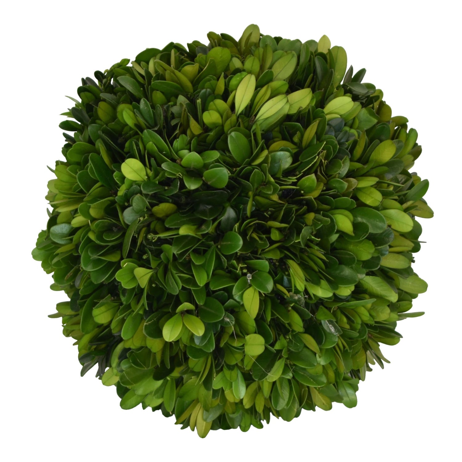 Boxwood Ball, 8"