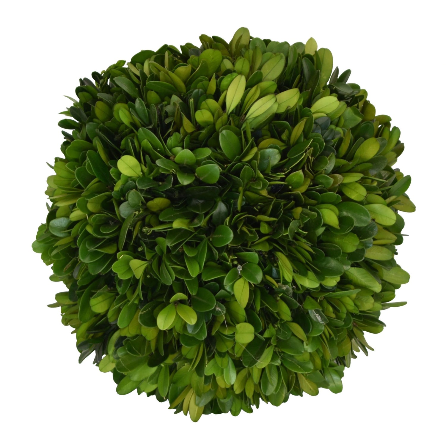 Boxwood Ball, 6"