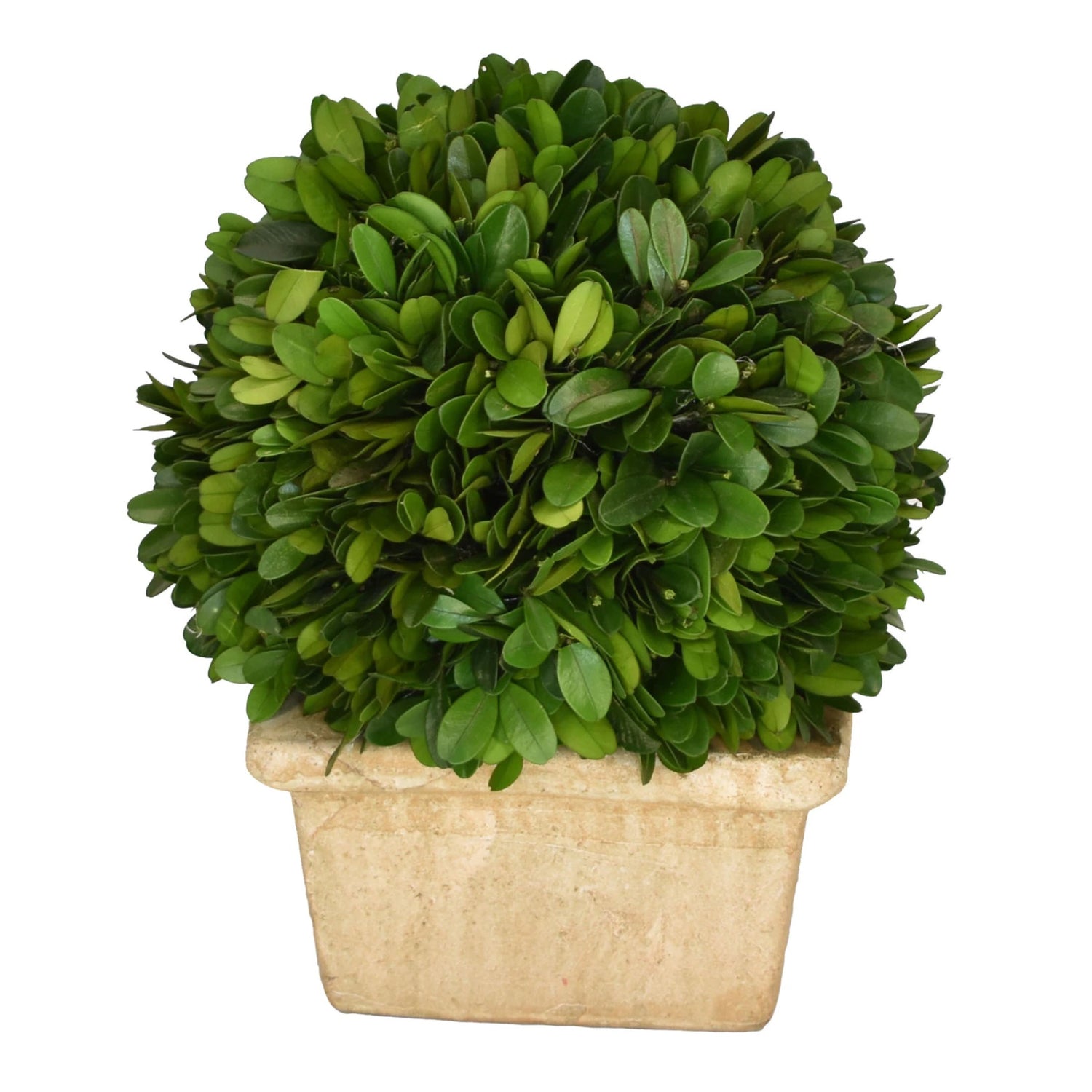 Boxwood Ball in Square Pot