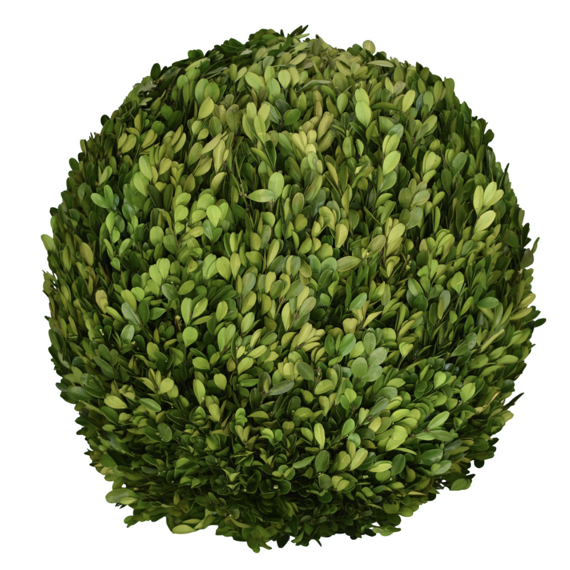 Boxwood Ball, 16"