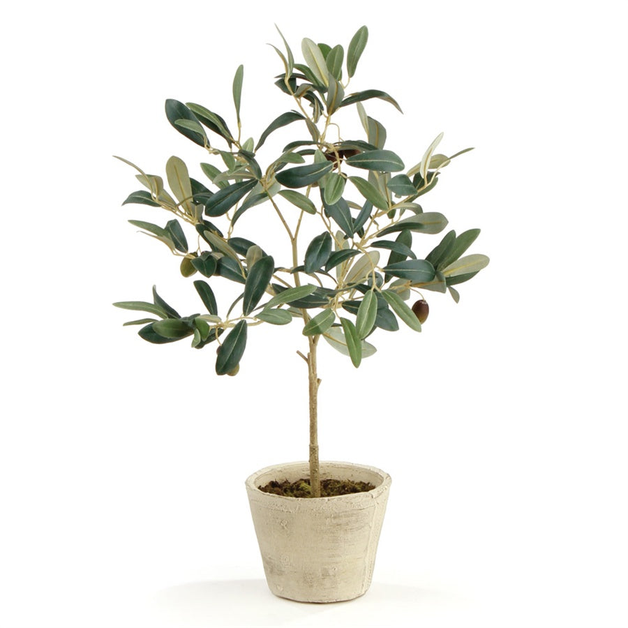 Olive Tree in Pot, 19.5"h