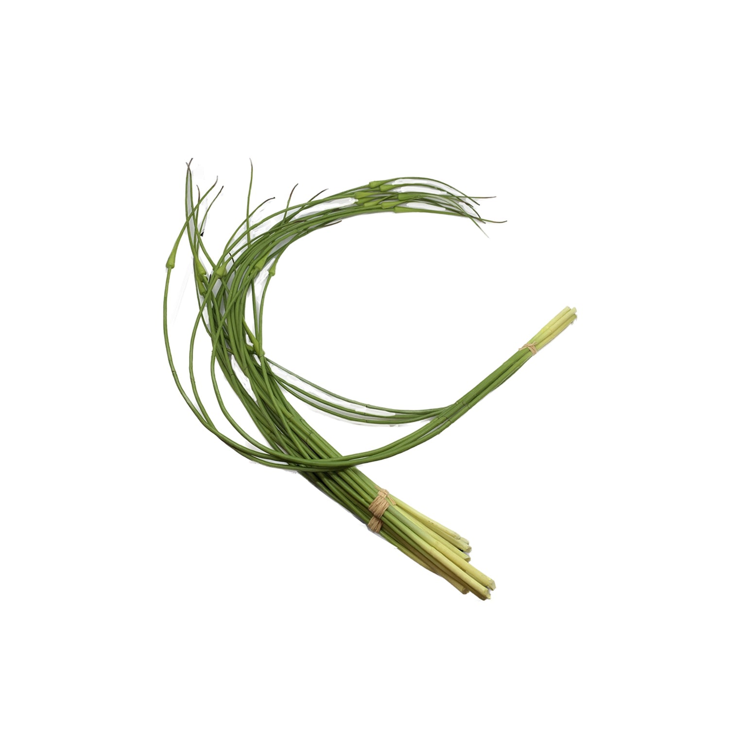 Allium Bud Bundle of six