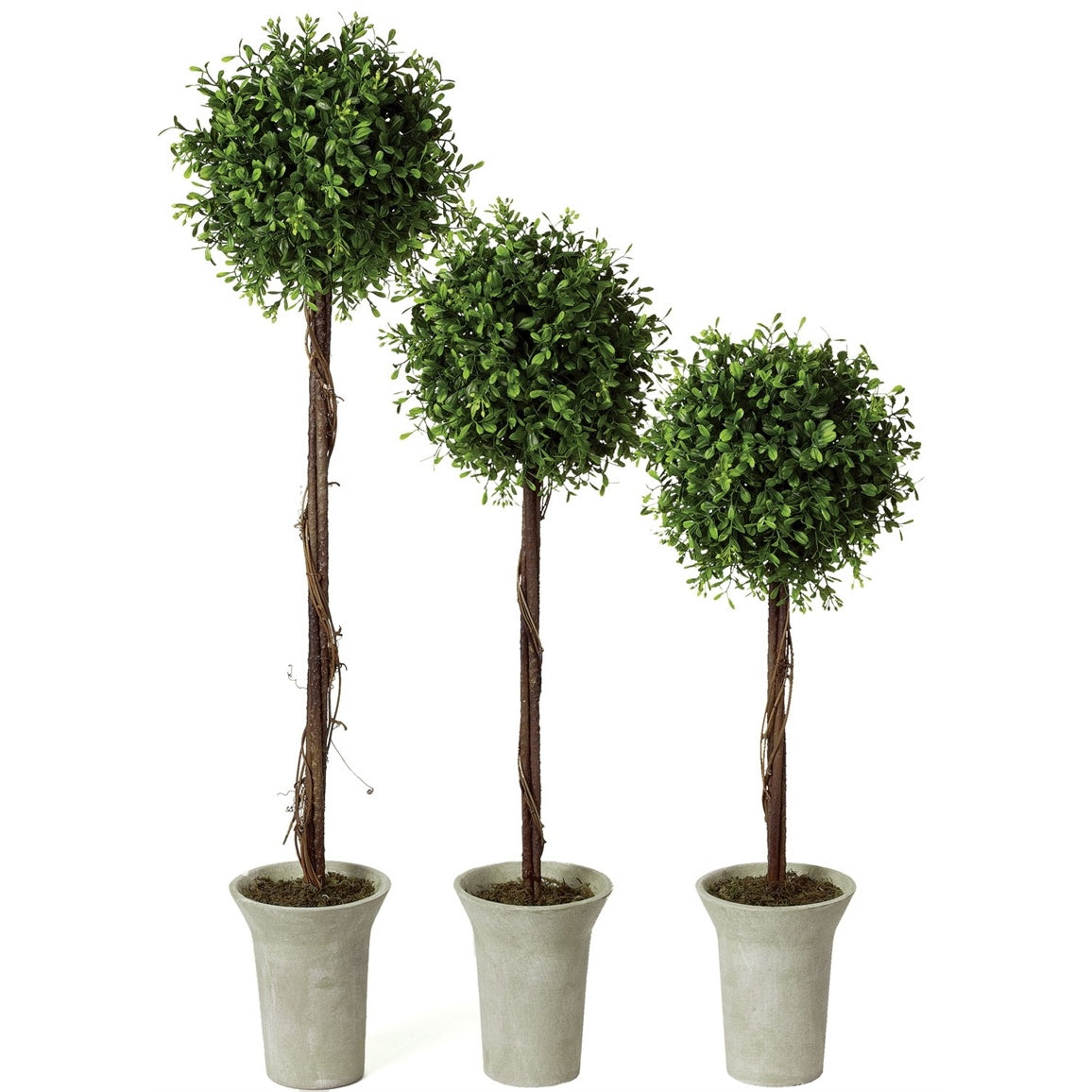 Boxwood Topiary
