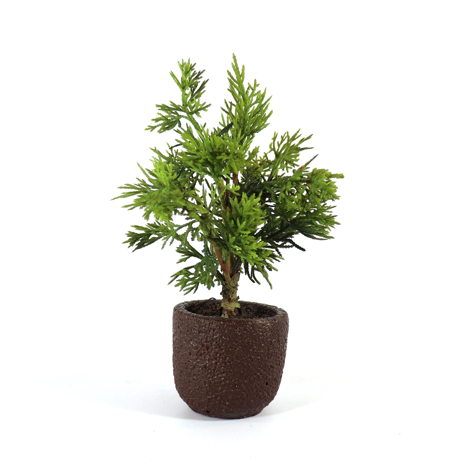 Small Cedar Tree in Pot, 10"