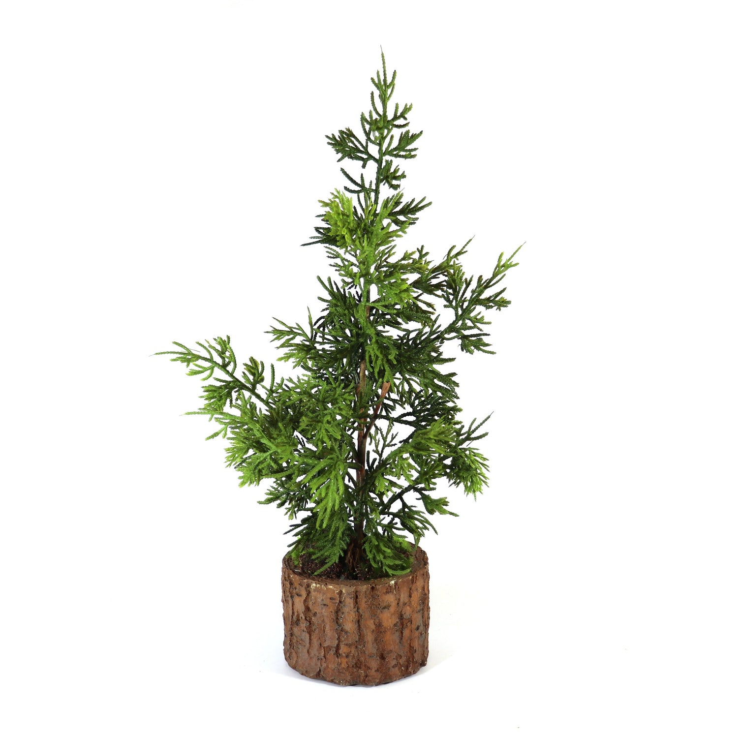 Cedar Tree in Bark Pot, 16"