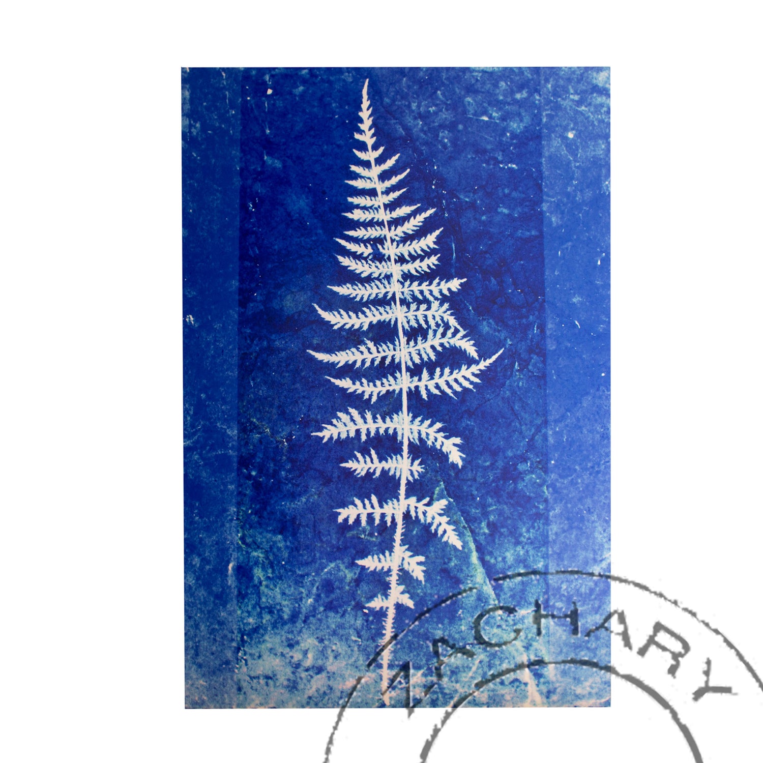 Blue Fern, Andersen Horticultural Library, Natasha D'Schommer, Photograph on Aluminum
