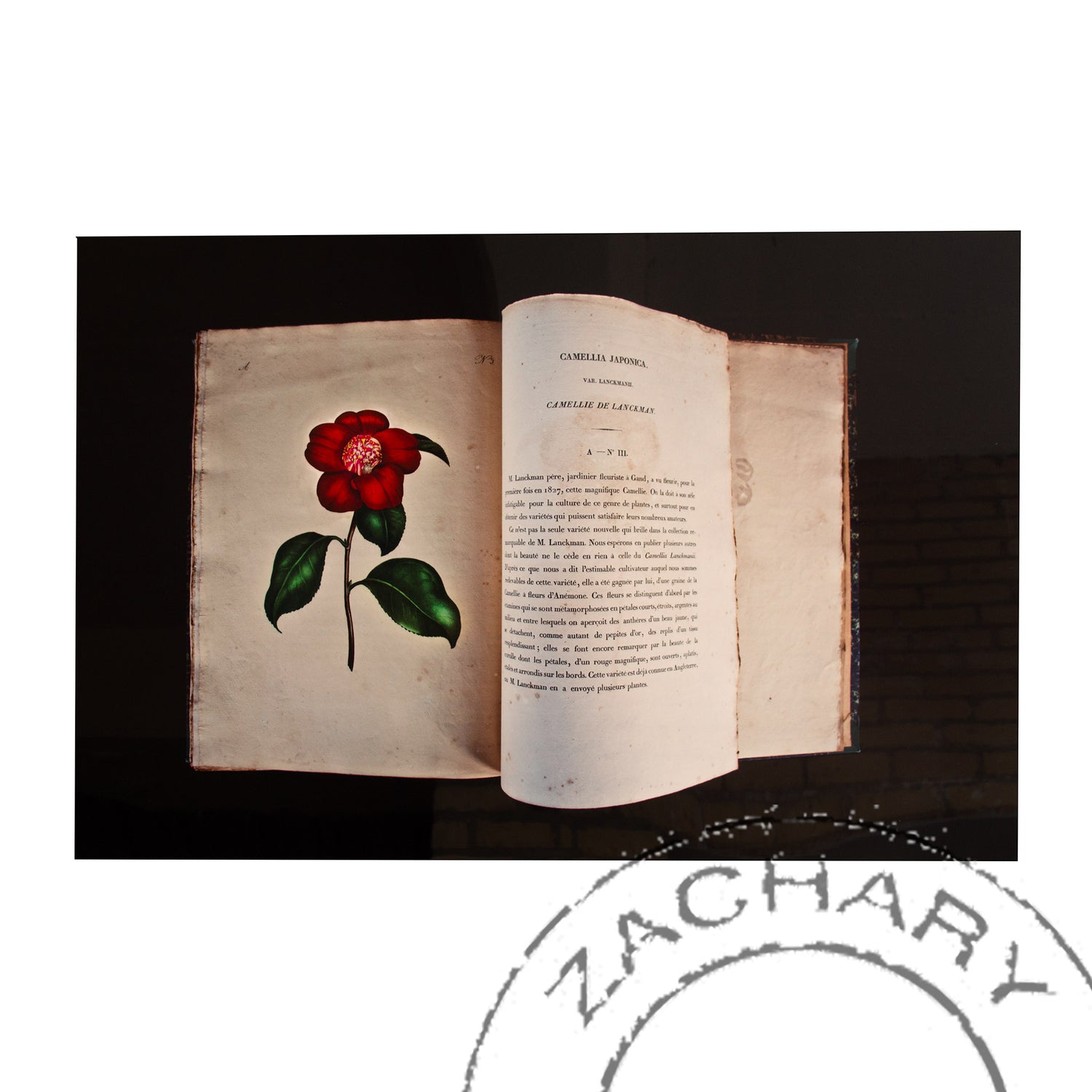 Rose Camellia, 18th c. France, Andersen Horticultural Library, Natasha D'Schommer, Photograph on Aluminum