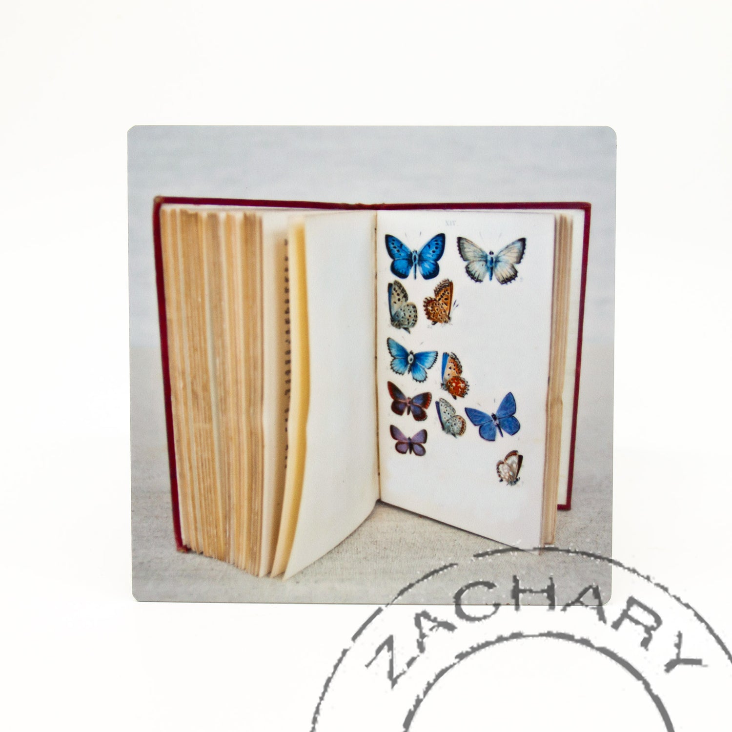 British Butterflies, Natasha D'Schommer, Photograph on Aluminum