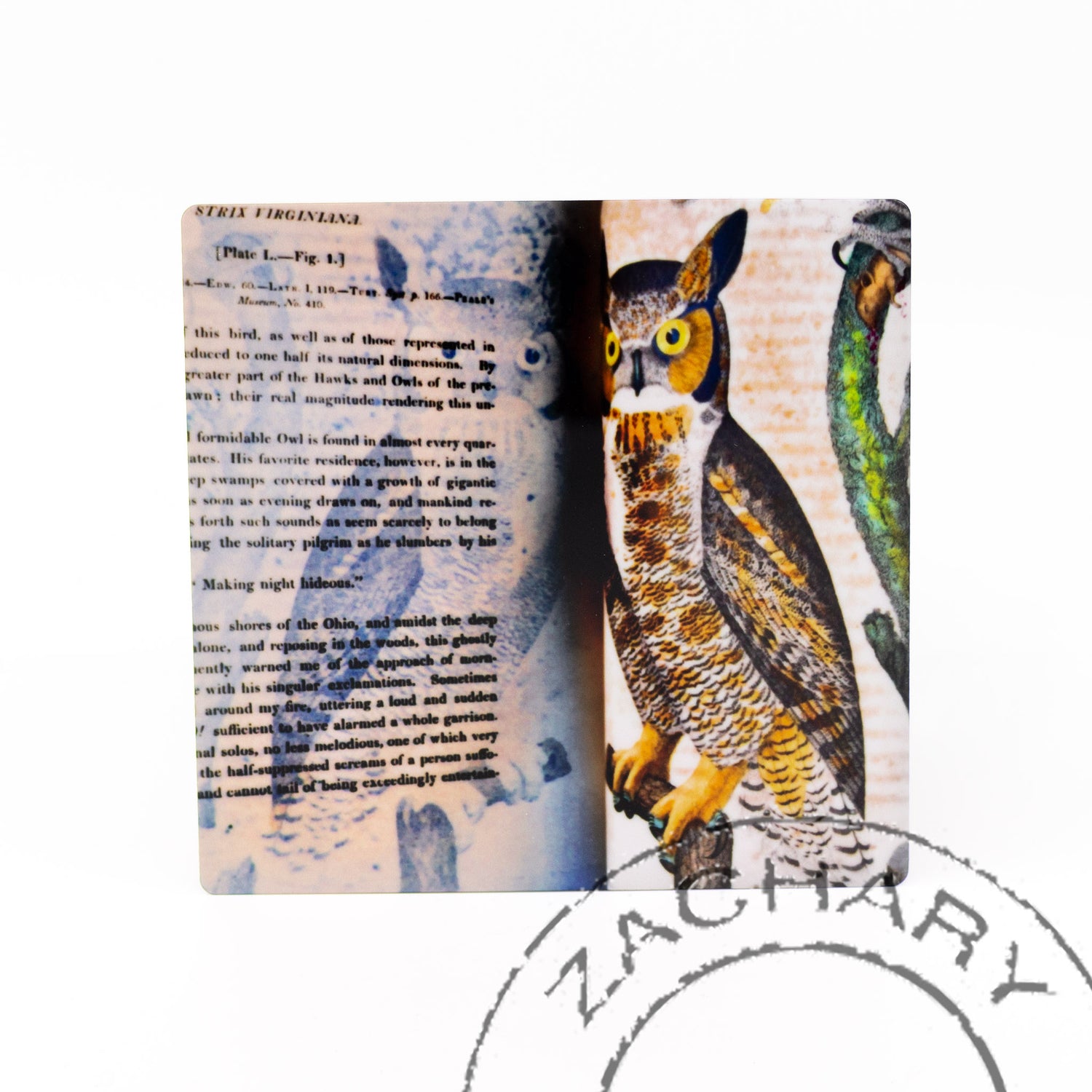 Owl, Natasha D'Schommer, Photograph on Aluminum