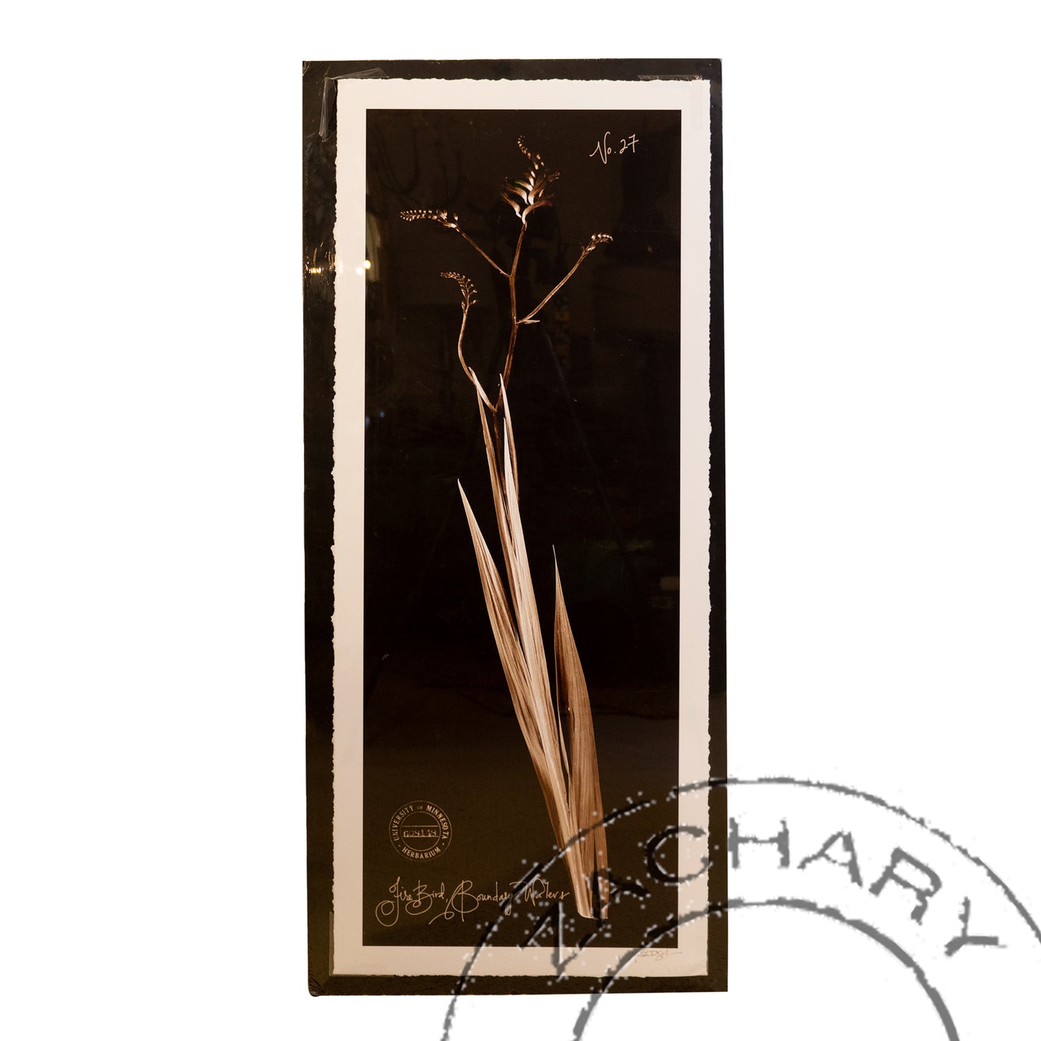 Fire Bird, University of MN Herbarium, Natasha D'Schommer, Photograph on Paper, Unframed