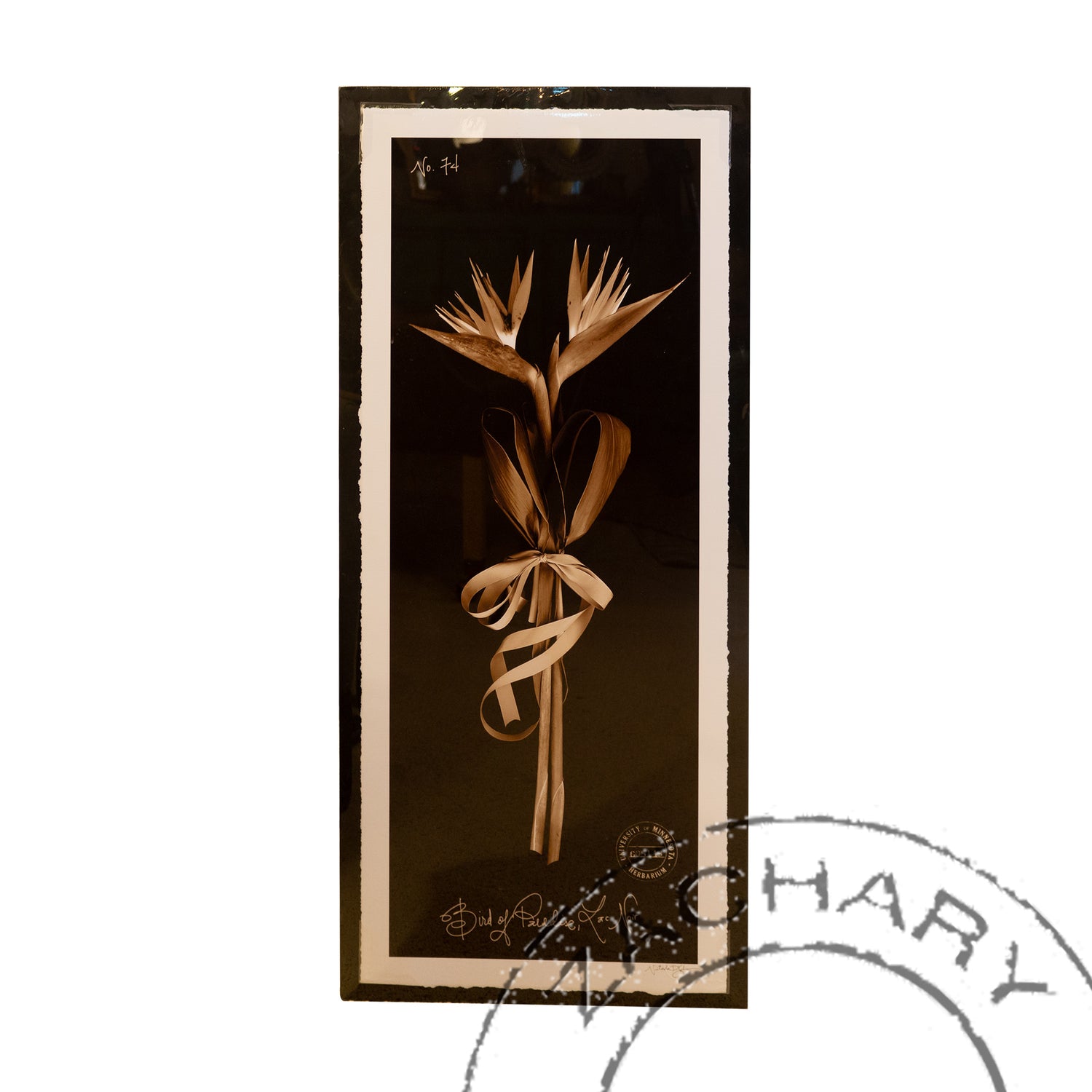 Bird of Paradise, University of MN Herbarium, Natasha D'Schommer, Photograph on Paper, Unframed